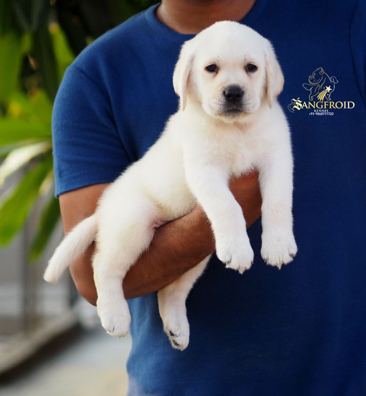 Labrador puppies from mumbai. Breeder: Swapnil